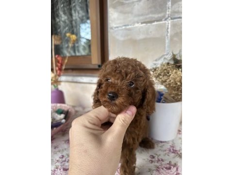 Toy poodle 2 aylık erkek aşılı tuvalet eğitimli