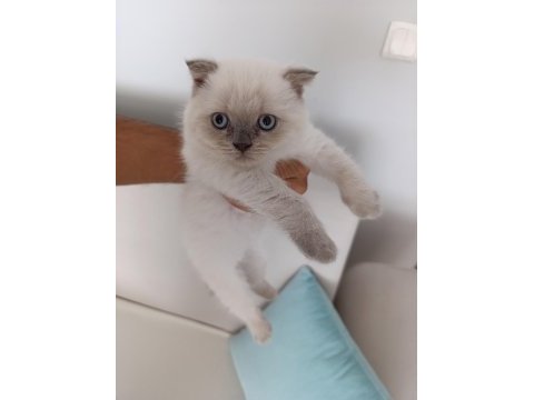 Çok uyguna vereceğim yavru scottish fold