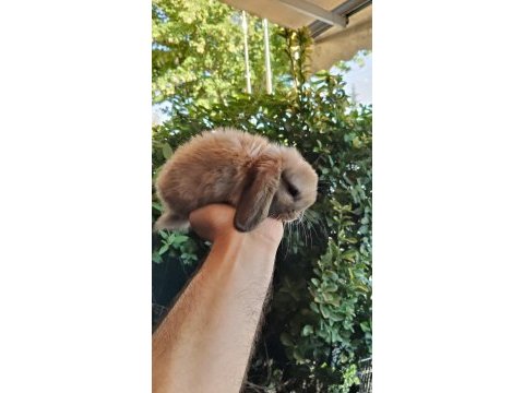 Orjinal cüce ve mini lop tavşanlarımız netherland dwarf