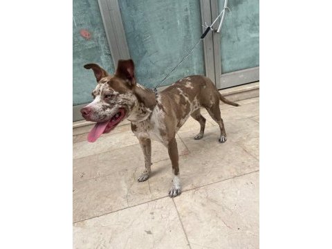 6 aylık merle color köpeğimiz
