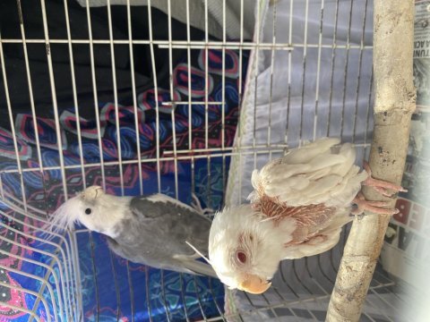 2 adet sultan papağanı wifi sultan albino bedava
