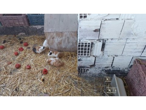 Ginepig yavruları ve anneleri hepsi sahiplendirilecektir