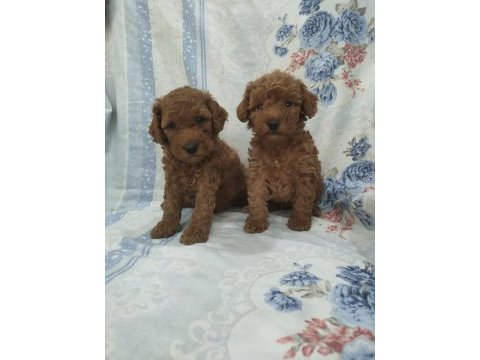 Kaliteli poodle yavrularimiz