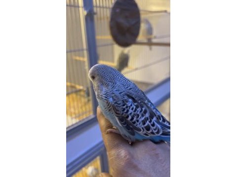 Show jumbo erkek muhabbet kuşu bebek yavru