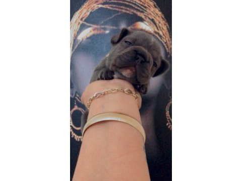 Rezerve yavru french bulldog