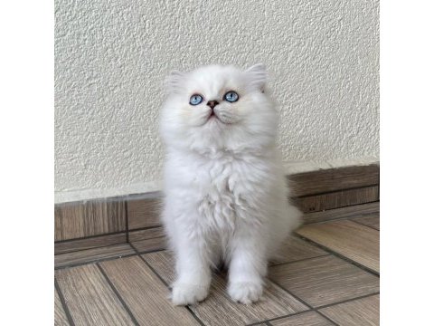 Minik sevimli ayıcık british longhair oğlum