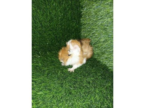 Guinea pig yavrular aynı gün set halinde teslim edilir