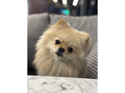Minyatür pomeranian wc eğitimli uyumlu uysal