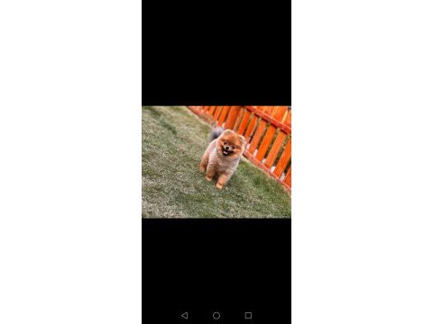 Ayı surat pomeranian boo erkek a kalite