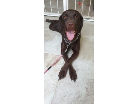 Labrador chocolate bellaya yuva arıyoruz