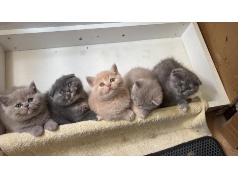 British shorthair ve scottish fold yavrularımız