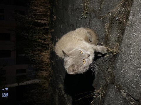 Ücretsiz british shorthair sahiplendirme sokakta bulundu
