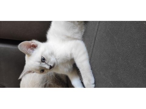 Evin neşesi british shorthair