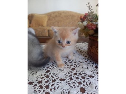 Birbirinden minnoş british shorthair bebişlere yuva