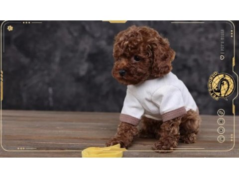 Toy poodle yavrularımız