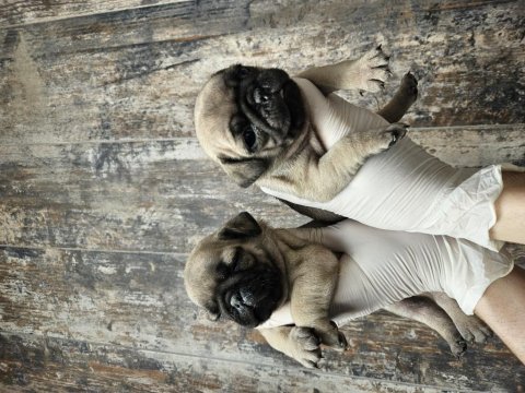 Harıka kalıtede pug mobs yavrularımız