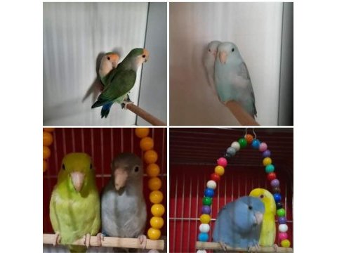 Forpus papağanı