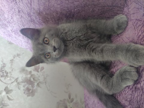 British shorthair erkek 2 aylık