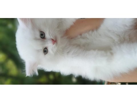 British longhair pendik beyaz
