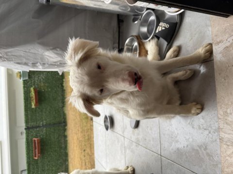 Duyma engelli border collie yavrumuza yuva arıyoruz.