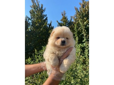 Orijinal a kalite chow chow yavrular