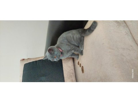 British shorthair dişi yavru