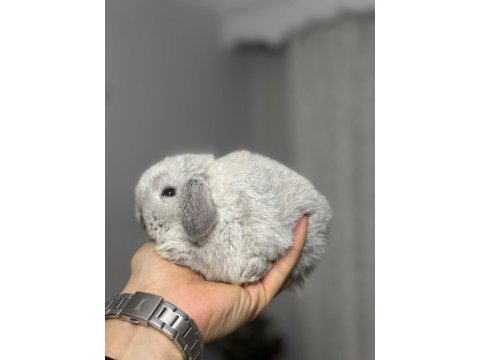 Hollanda lop tavşanları ve cüceler