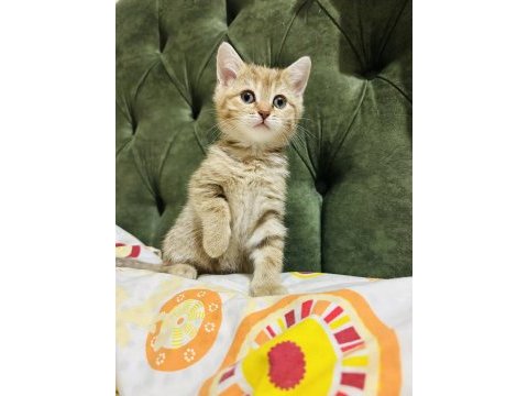 Güzel golden tabby bir prenses kedimiz bırakıyorum buraya