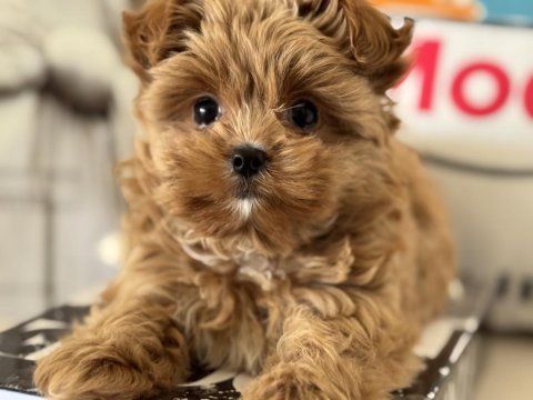 Çok özel tea cup morkie yavrumuz ziyarete açık