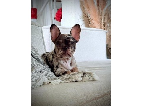 Aşılı ısabella ve fluffy taşıyıcı erkek french bulldog