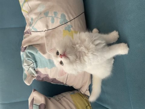 Minik british longhair kullanılmamış eşyaları ile
