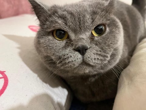 British shorthair 4 yaşında