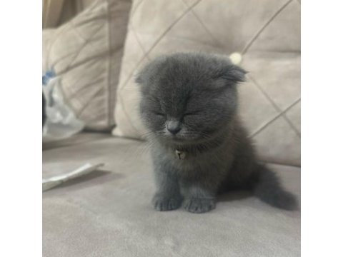 2 aylık scottish fold dişi yavrumuz