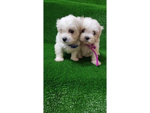 Show kalite tea cup kore kan maltese yavrularımız