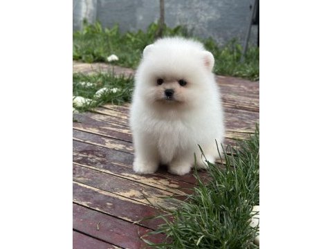 Üst kalite ayı surat pomeranian boo yavrular