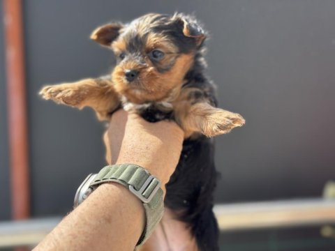 Petmode köpek çiftliğinden tea cup yorkshire