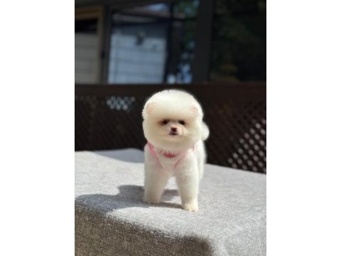 Sağlık ve ırk garantili pomeranian boo köpeği