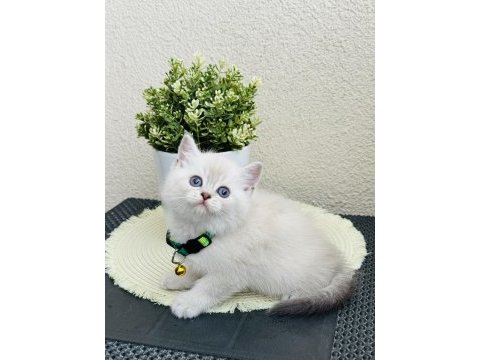 British shorthair lynx point yavrular