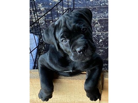 2 aylık safkan cane corso yavrularım