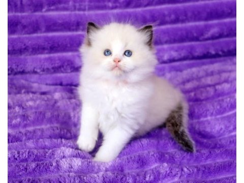 Bebek surat ragdoll güzeli