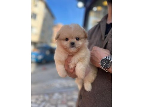 Kilo garantili maltipoo yavrumuz