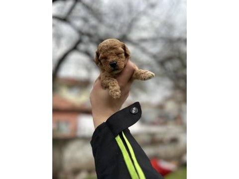 Toy poodle yavrular
