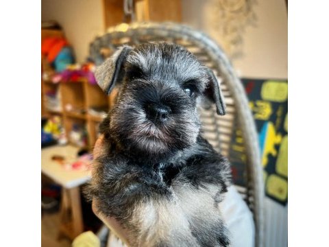 Fcı şecereli miniatute schnauzer yavruları