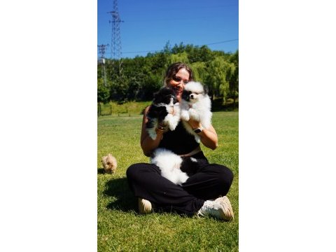 Muhteşem pomeranian boo yavruları 