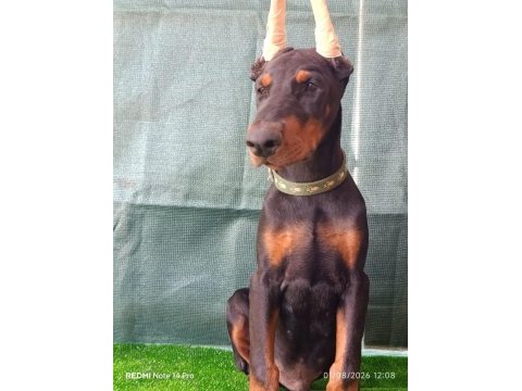 A şecereli doberman yavrular