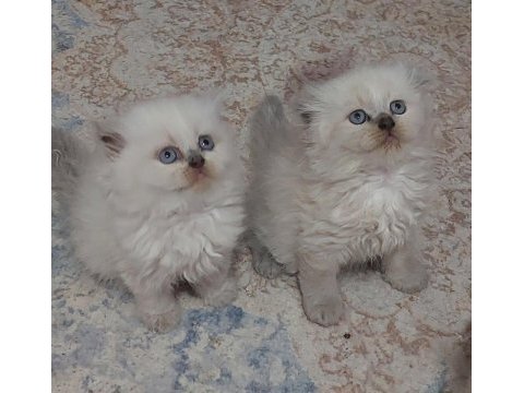 Topkafa kan hattı belli safkan cins kediler