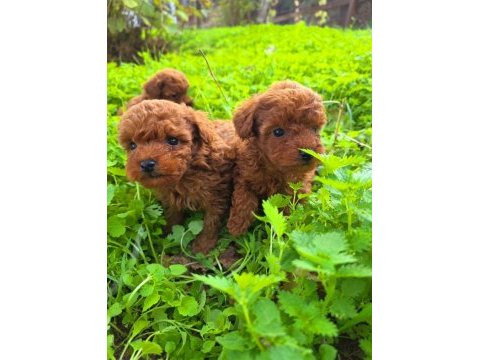 Toy poodle muhteşem bebekler