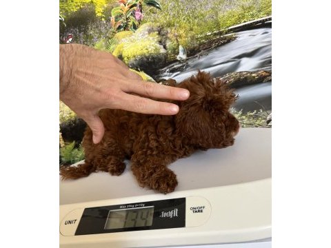 Çok tatlı 3,5 aylık orijinal toy poodle dişi yavru