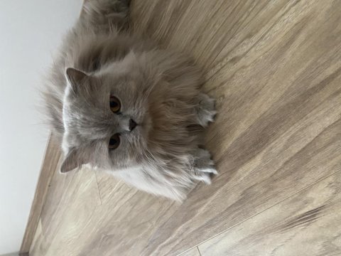 Kısırlaşmış british longhair istanbul