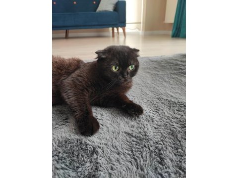 Acil sahiplendirme scottish fold